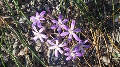 Brodiaea minor