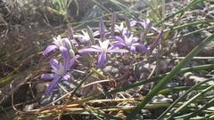 Brodiaea minor