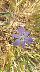 Brodiaea nana