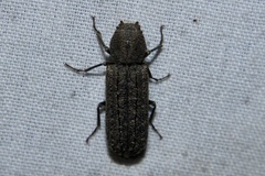 Lichenophanes bicornis