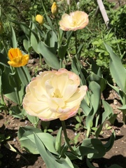 Tulipa gesneriana