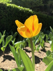 Tulipa gesneriana