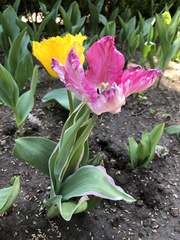Tulipa gesneriana