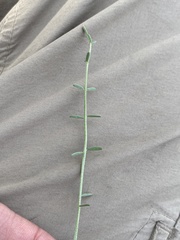 Astragalus conjunctus