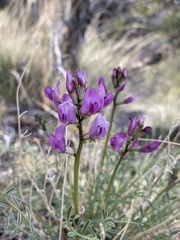 Astragalus conjunctus