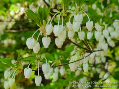 Enkianthus perulatus