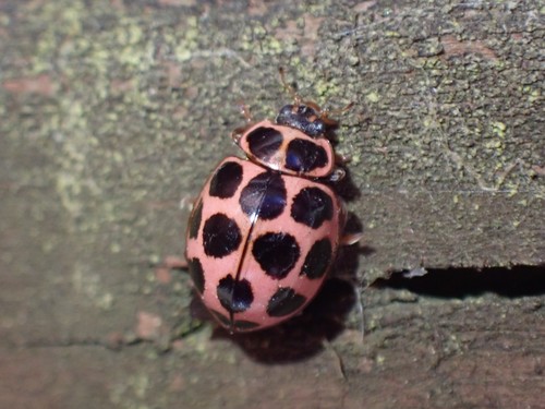 Cream-spotted Ladybird photo 4