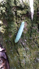Marumba cristata bukaiana