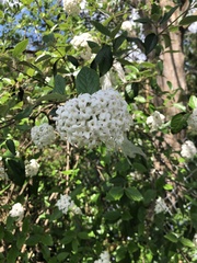 Viburnum carlesii