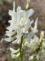 Astragalus reventiformis