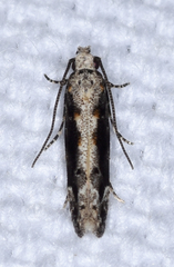 Coleotechnites florae