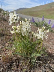 Astragalus reventiformis