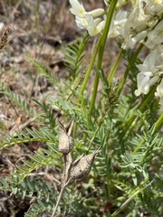 Astragalus reventiformis