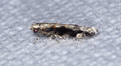 Coleotechnites florae