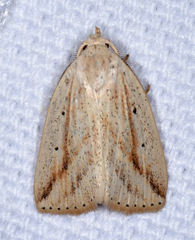 Amolita obliqua