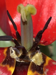 Tulipa gesneriana