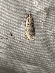 Semioscopis avellanella