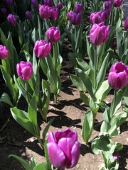 Tulipa gesneriana