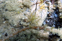 Stigmatopora