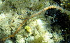 Stigmatopora