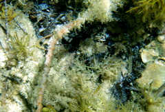 Stigmatopora