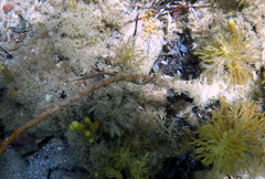 Stigmatopora