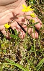 Ranunculus occidentalis occidentalis