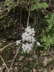 Valeriana italica