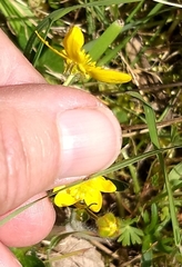 Ranunculus occidentalis occidentalis