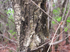 Quercus serrata