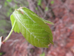Quercus serrata