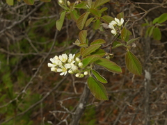 Amelanchier humilis