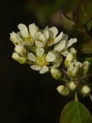 Amelanchier humilis