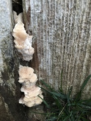 Fungi