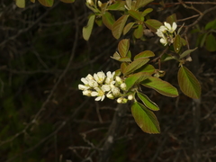 Amelanchier humilis