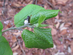 Symplocos sawafutagi