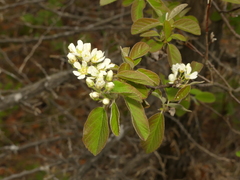 Amelanchier humilis