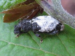 Pimelocerus elongatus