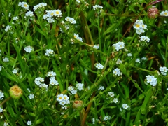 Plagiobothrys bracteatus