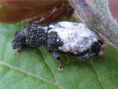 Pimelocerus elongatus