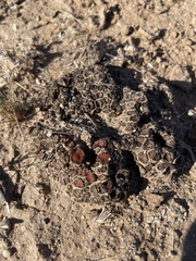 Psoraceae