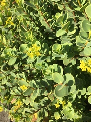 Wikstroemia uva-ursi