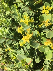 Wikstroemia uva-ursi