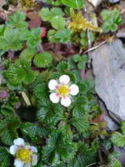 Fragaria hayatae