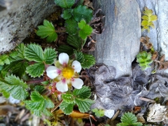 Fragaria hayatae
