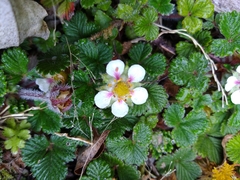 Fragaria hayatae