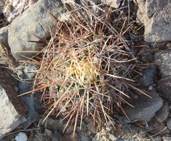 Homalocephala parryi