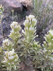 Castilleja xanthotricha