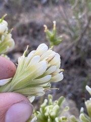 Castilleja xanthotricha