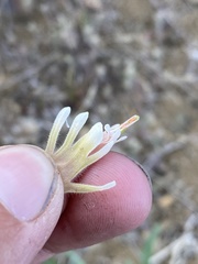Castilleja xanthotricha